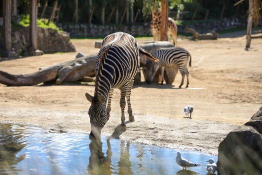Zebra drinking at the watering hole