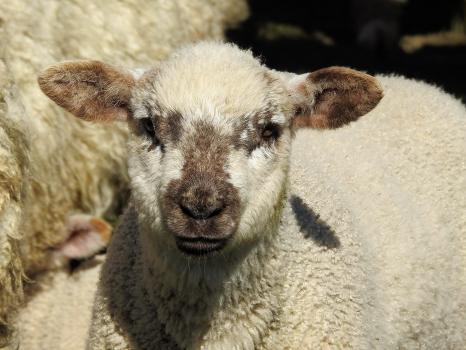 lamb close up