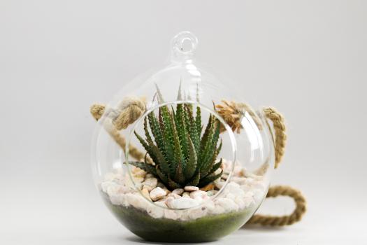Succulent plant in a glass pot