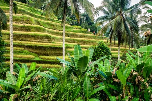Balinese rice Terrace