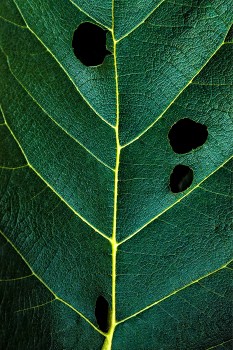 Plant leaf with holes