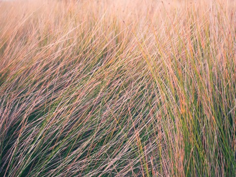 Coastal grass