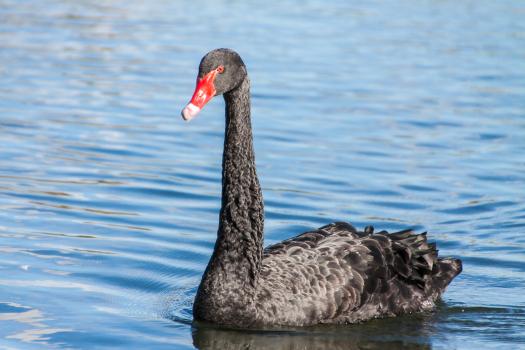 Black swan on the lake