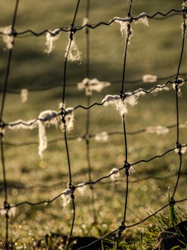 Sheep Wool Wire Fence Light