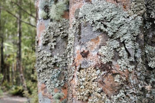 Moss on birch tree bark
