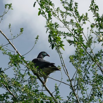 Kereru or Wood Pigeon