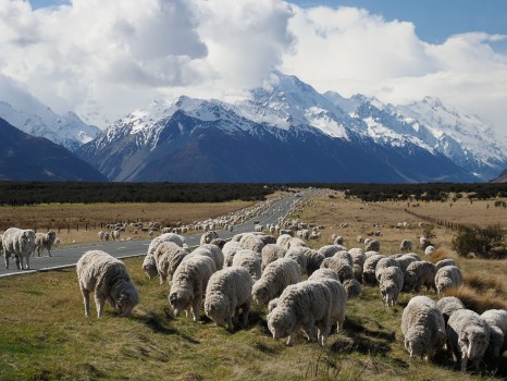 Sheep along the Mount Cook Road