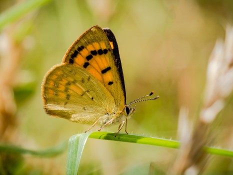 Rauparaha's Copper Butterfly Underside
