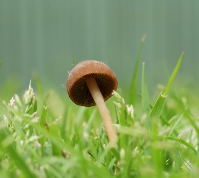 Fungi on the lawn