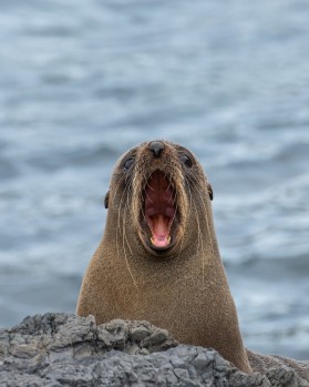 Seal yawn