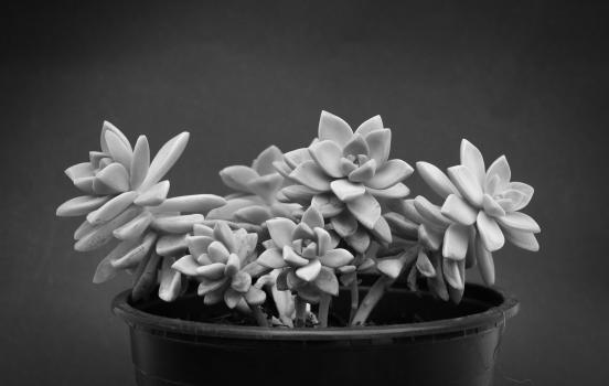 Black and white succulents