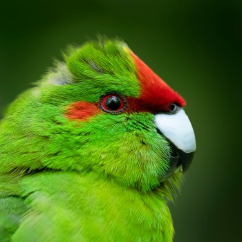 Kākāriki close-up with mussed feathers