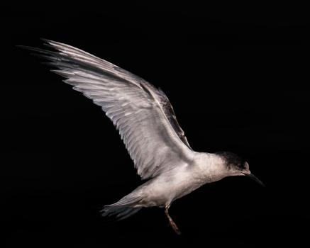 Tern in flight 
