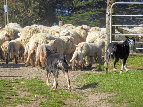 Sheep mustering