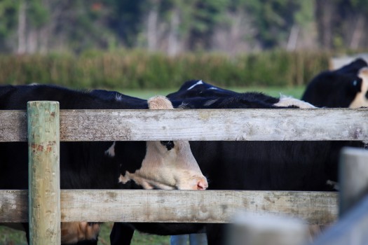 Cows at a ranch, Buckland farms