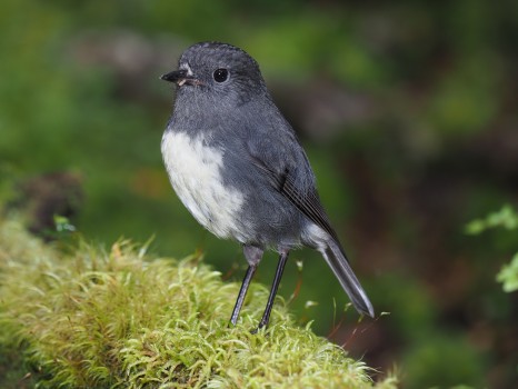 South Island robin (Toutouwai)