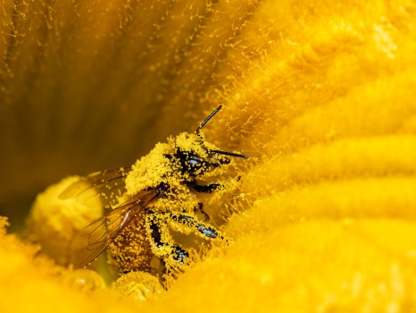 Western Honey Bee Covered Pollen