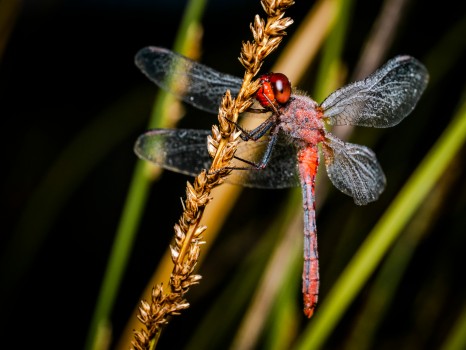 Wandering Percher Red Dragonfly