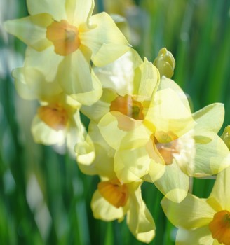 Daffodils double exposure