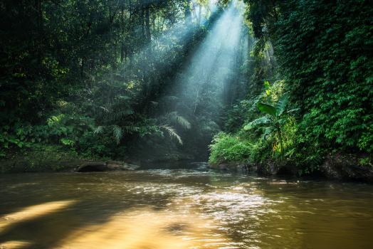 Shafts of light in the jungle