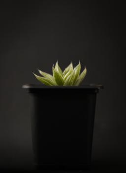 Haworthia cooperi plant in a pot