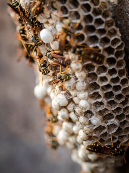 Pest Asian Paper Wasp Nest