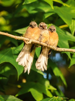 Juvenile Fantail Birds Piwakawaka