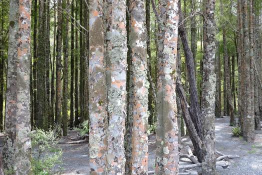 Clustered mossy birch trees