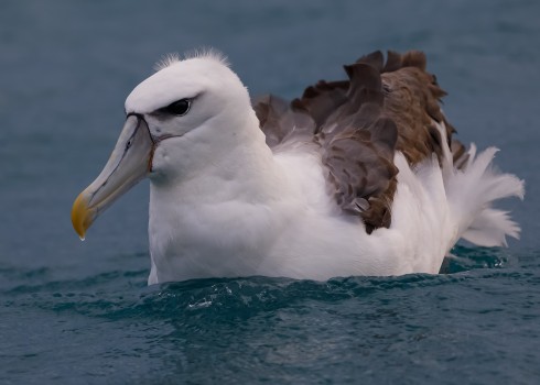 White-capped Albatross  