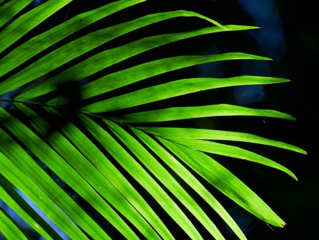 Palm frond green