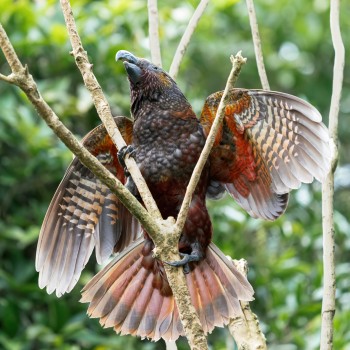 Kākā fledgling wings and tail spread