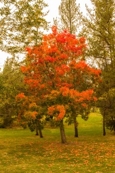 Red and green trees
