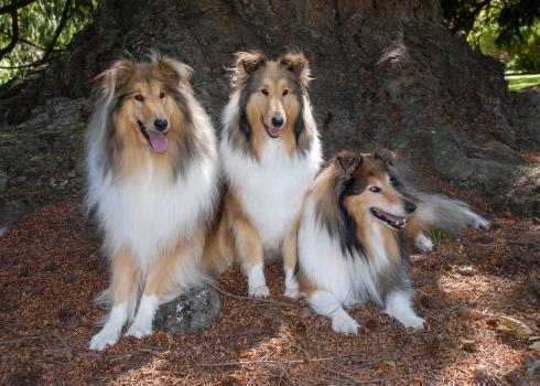 Rough Coated collies in the park