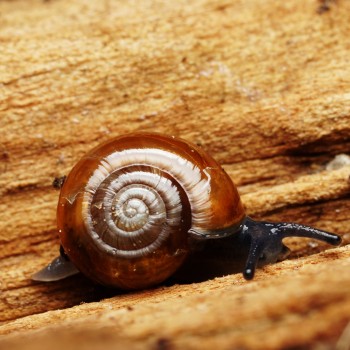 Small brown snail