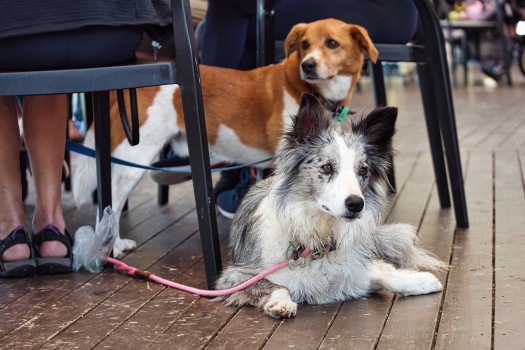 Dogs at cafe