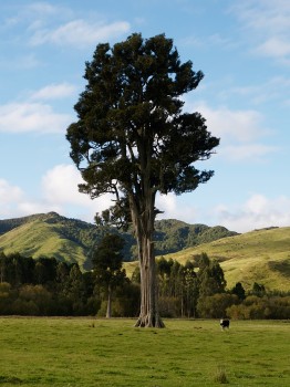 Giant Kahikatea Tree
