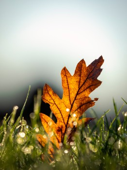 Autumn Leaf Grass Light