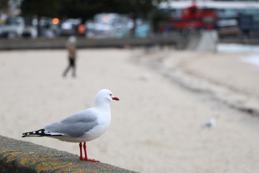 Seagull on a concrete platform bokeh
