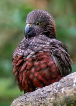 Kākā fledgling puffed up and begging