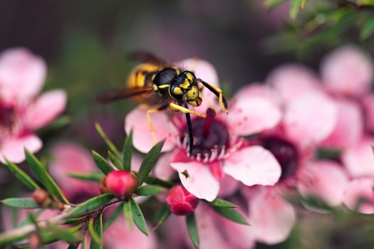 German wasp on manuka flower