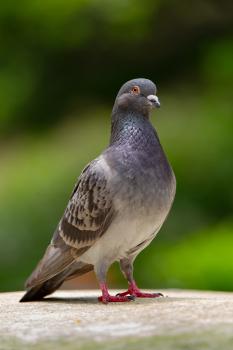 Grey coloured pigeon bokeh