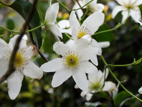 New Zealand Native Clematis Flowers