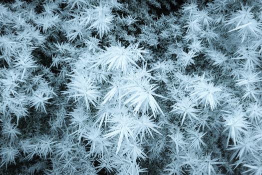 Frost needles, Kepler Track