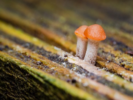 Red-capped Scaber Mushroom