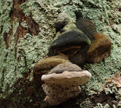 fungi on a tree stump