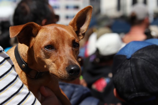 Close-up of small dog - Convoy 2022 protest