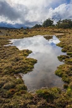Alpine wetland, Tararua Forest Park