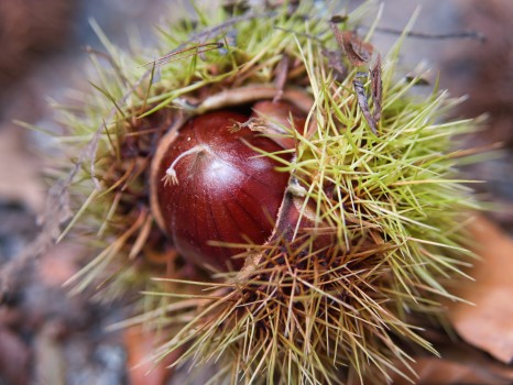 Chestnut in open pod
