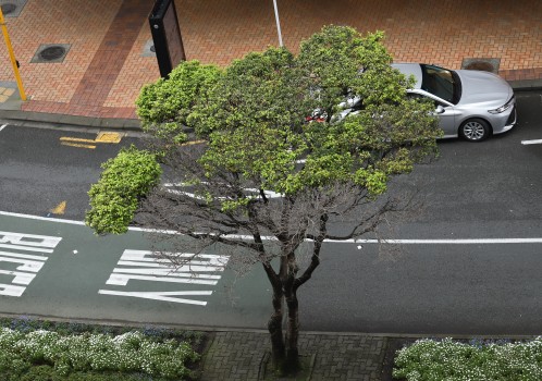 Camphor tree on the road divider