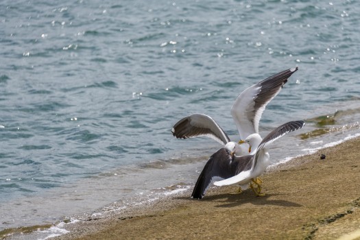Seagulls fighting on the ground